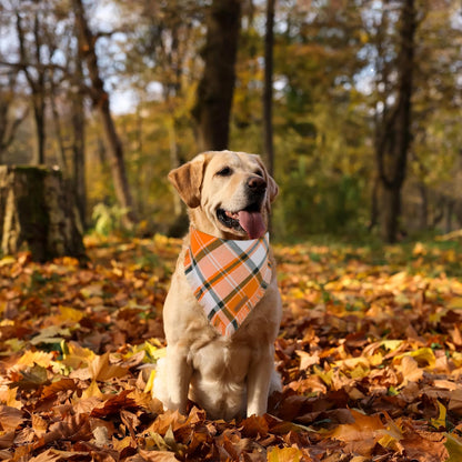 ADOGGYGO Fall Dog Bandanas, Halloween Thanksgiving Pet Bandana, Multiple Sizes Offered, Orange