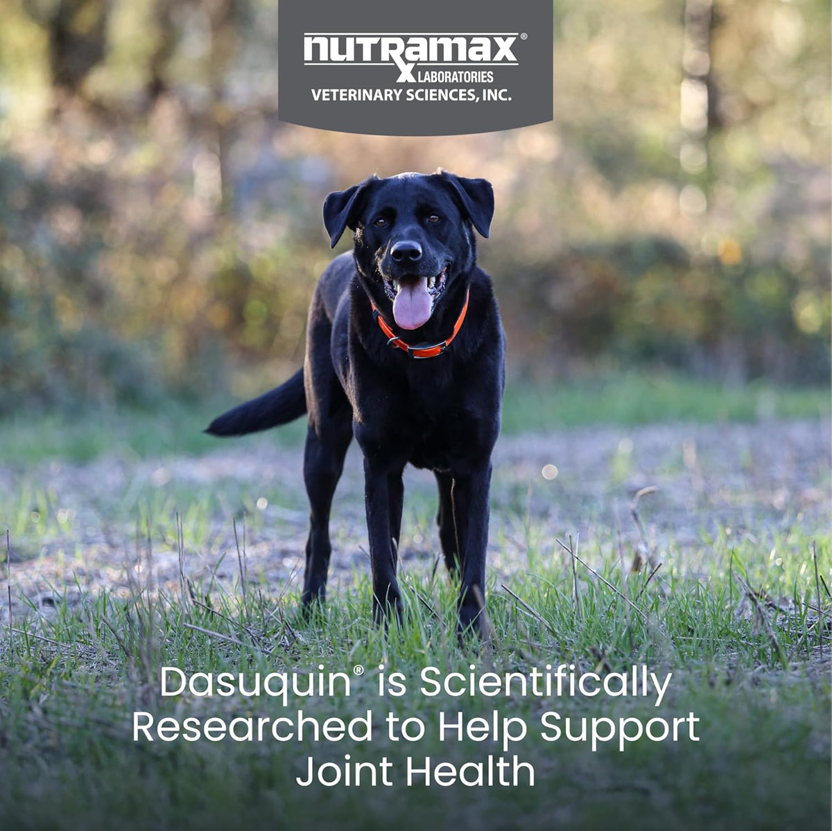 Nutramax Dasuquin for Large Dogs, Joint Health Supplement, Contains Glucosamine for Dogs, Plus