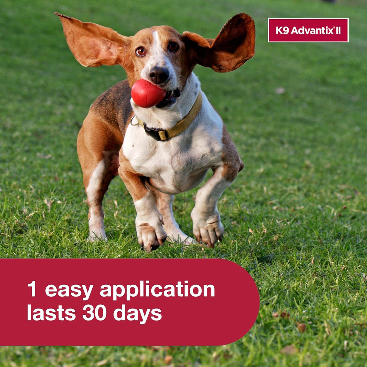 K9 Advantix II Small Dog Vet-Recommended Flea, Tick & Mosquito Treatment & Prevention | Dogs 4-10
