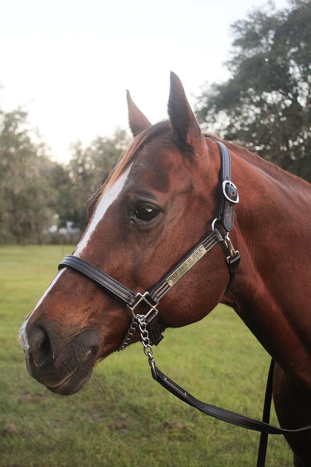 Leather Halter for Horses with Customized Engraved Name Plate Option Halter for Horse |