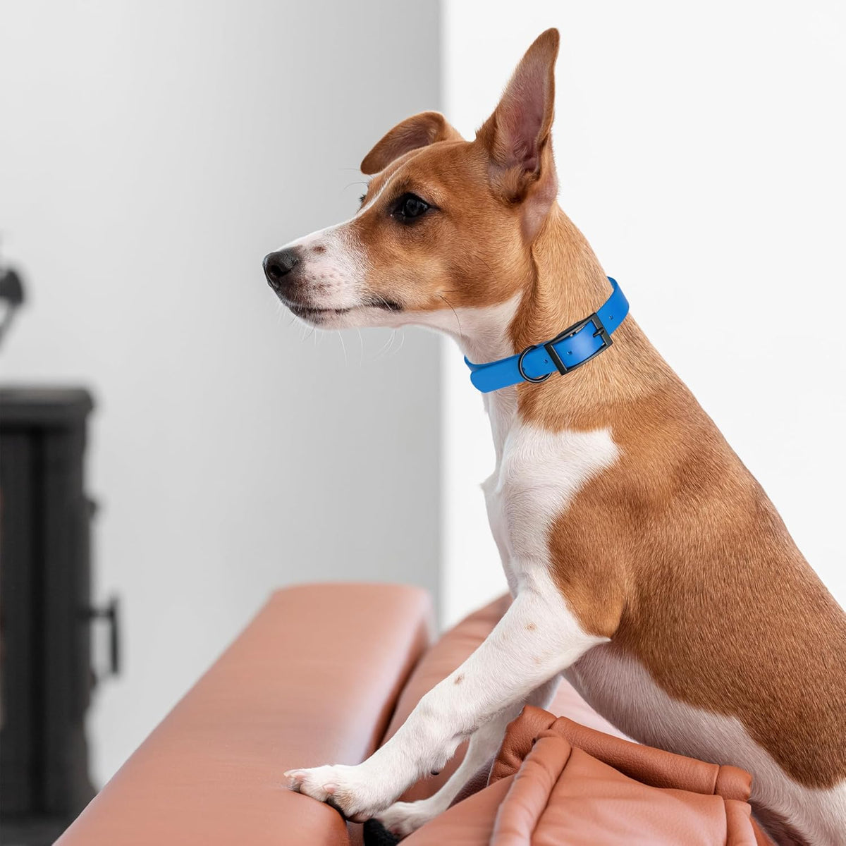 Dogline Biothane Waterproof Dog Collar Strong Coated Nylon Webbing with Black Hardware Odor- Proof