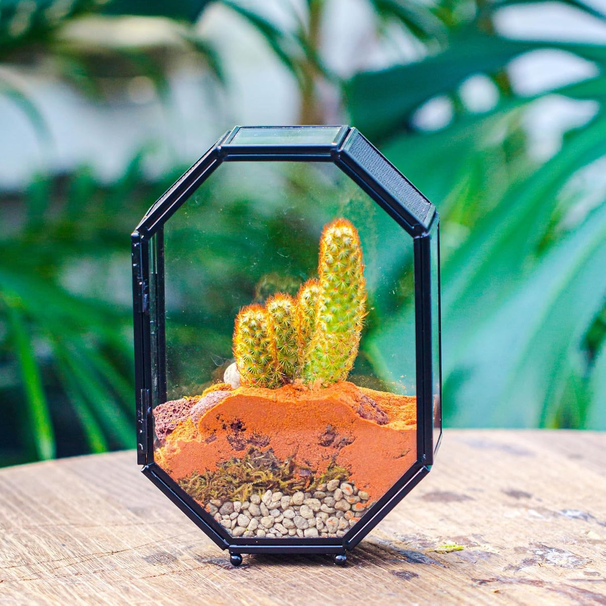 NCYP Mini Glass Terrarium with Vent and Door for Succulents Plants, Jumping Spiders, Insect