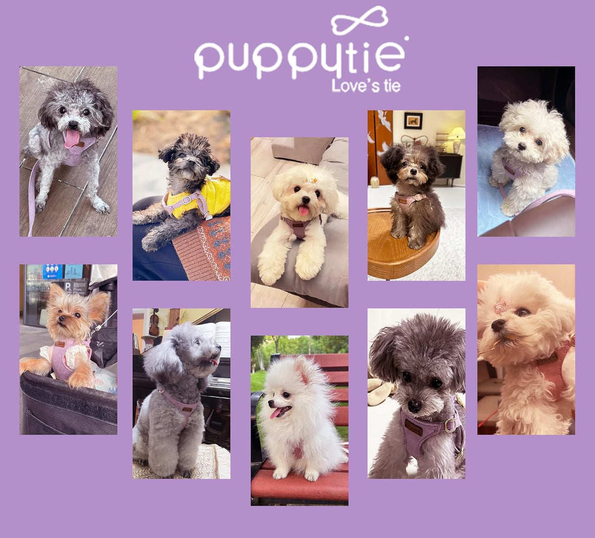 Puppytie No Pull xs Dog Harness with Multifunction Dog Leash,Soft Adjustable No Choke Escape Proof