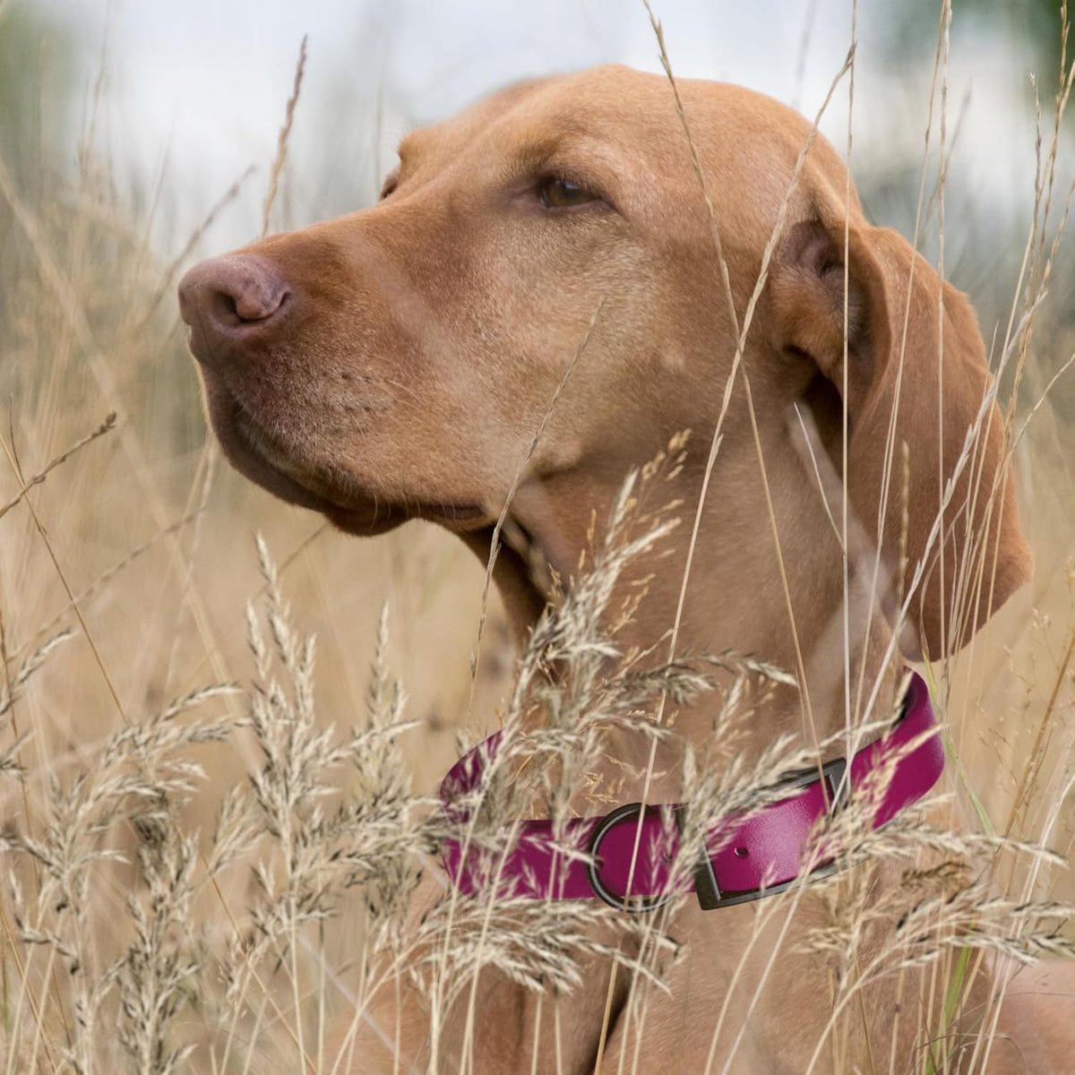 Dogline Biothane Waterproof Dog Collar Strong Coated Nylon Webbing with Black Hardware Odor- Proof