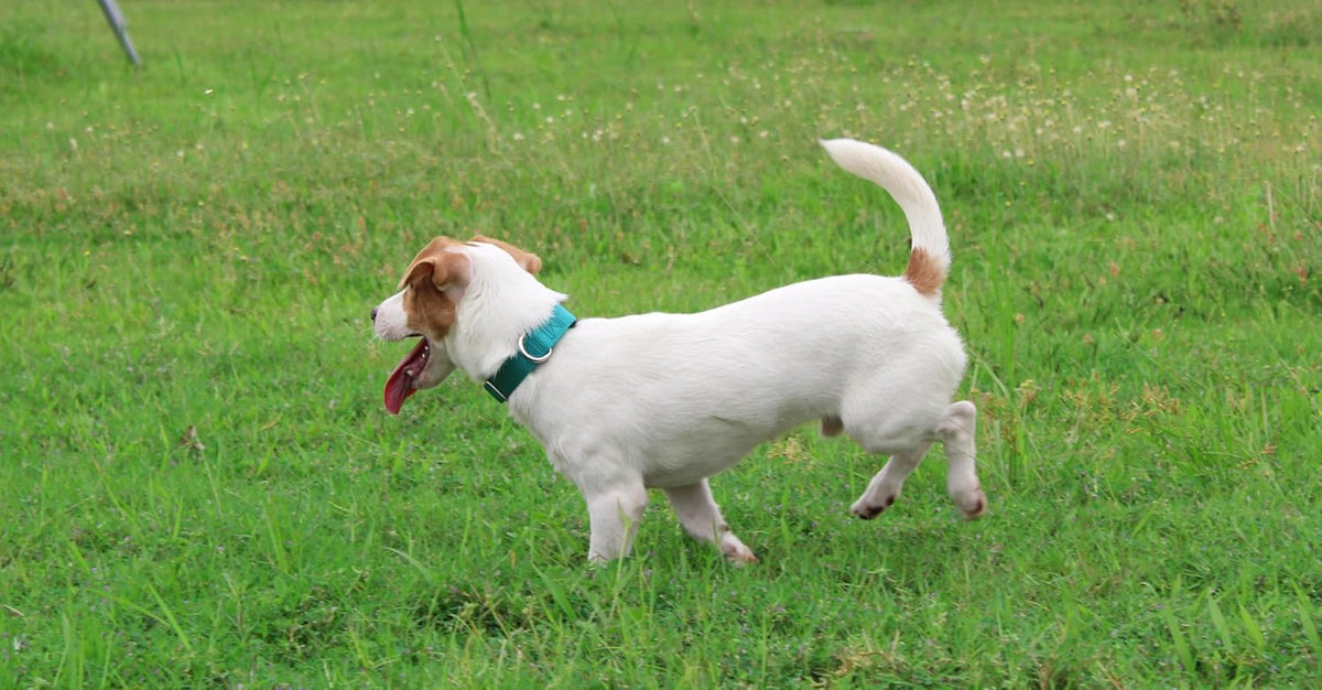 Mikivery Nylon Dog Collar with Quick Release Buckle Soft Adjustable Sturdy for Small Medium Large