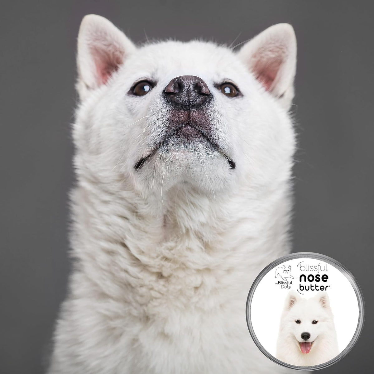The Blissful Dog Samoyed Nose Butter for Dry, Cracked Skin, Lick-Safe Dog Nose Balm with