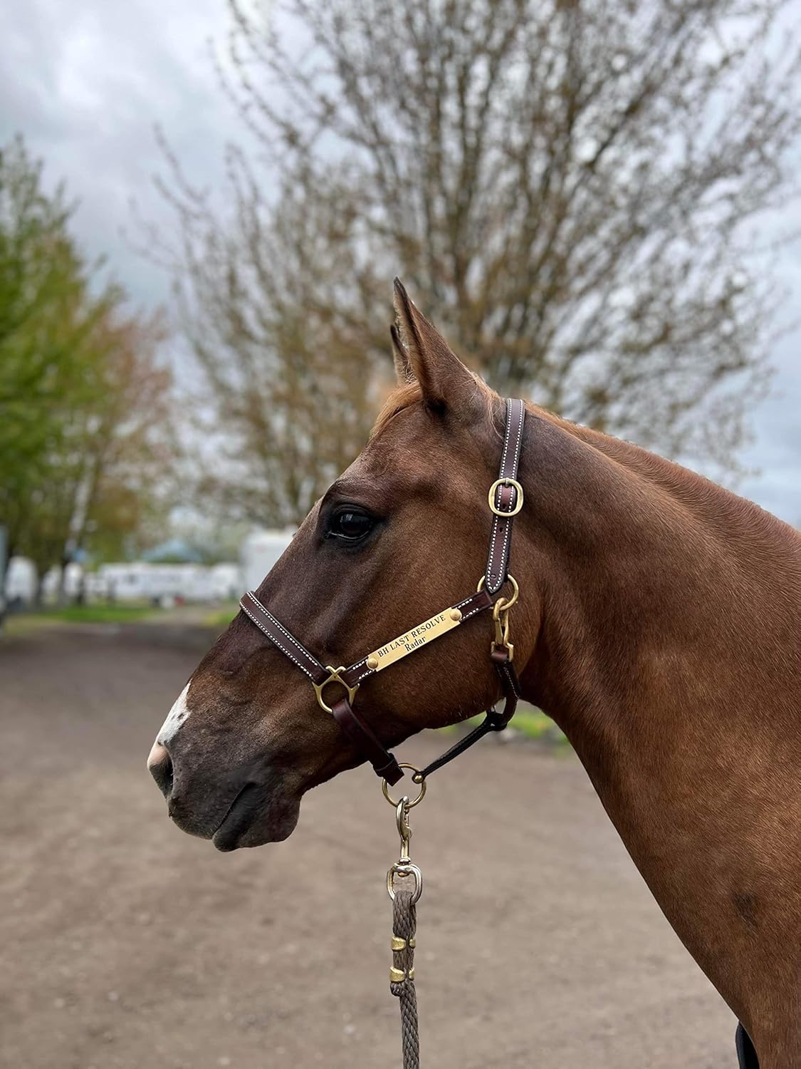 Leaders 3/4" Leather Halter for Horses with Customized Engraved Name Plate Brown Leather with Solid
