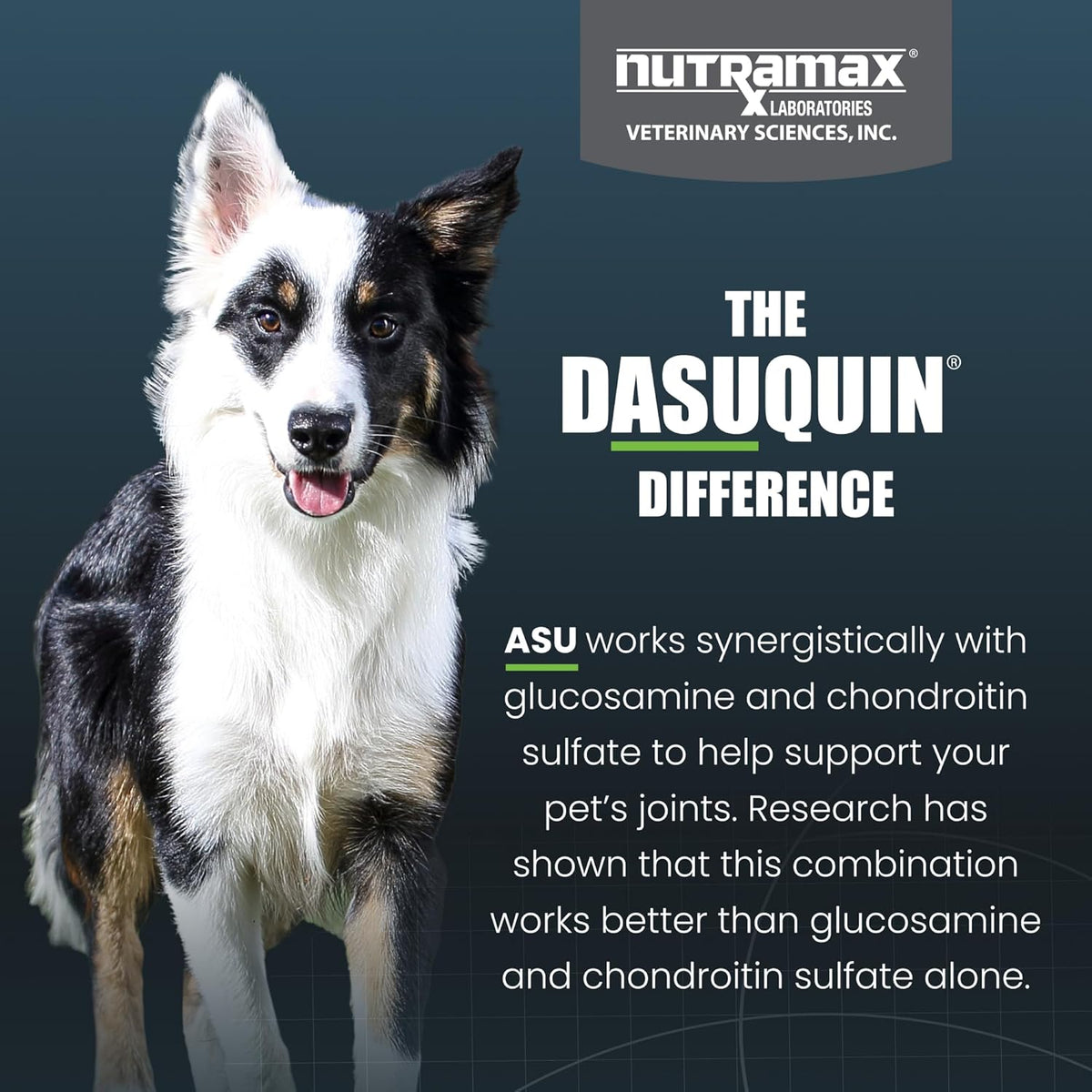 Nutramax Dasuquin for Small to Medium Dogs, Joint Health Supplement, Contains Glucosamine for Dogs