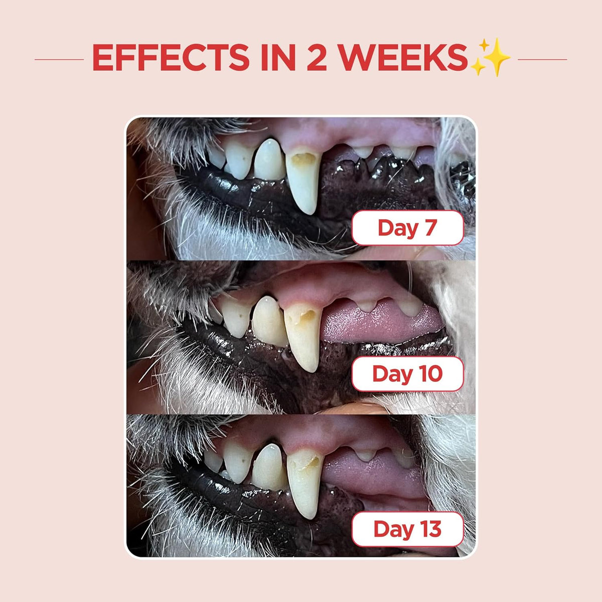JAYU PET Dental Care Brush (Edge Bristles) 1ea - Micro Round Head Dog Toothbrush, Cat Toothbrush