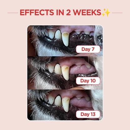JAYU PET Dental Care Brush (Edge Bristles) 1ea - Micro Round Head Dog Toothbrush, Cat Toothbrush