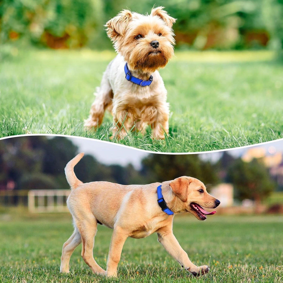 Reflective Dog Collar Padded with Soft Neoprene Breathable Quick Release Basic Dog Collars for