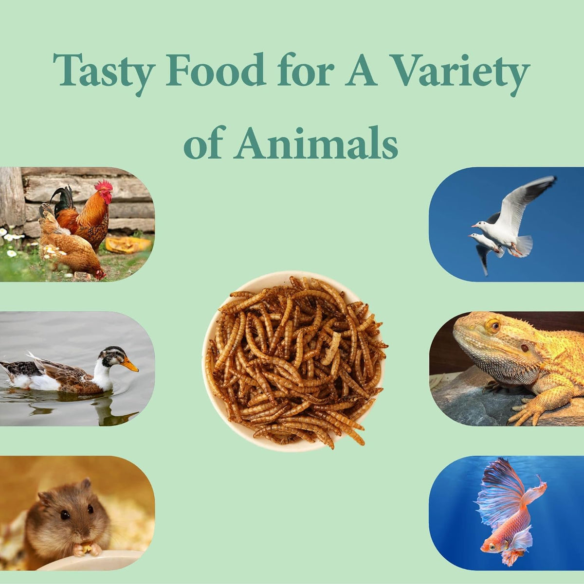 10LB Dried Mealworms, High Protein Meal Worms for Poultry, Wild Birds, Hedgehogs, Hamsters