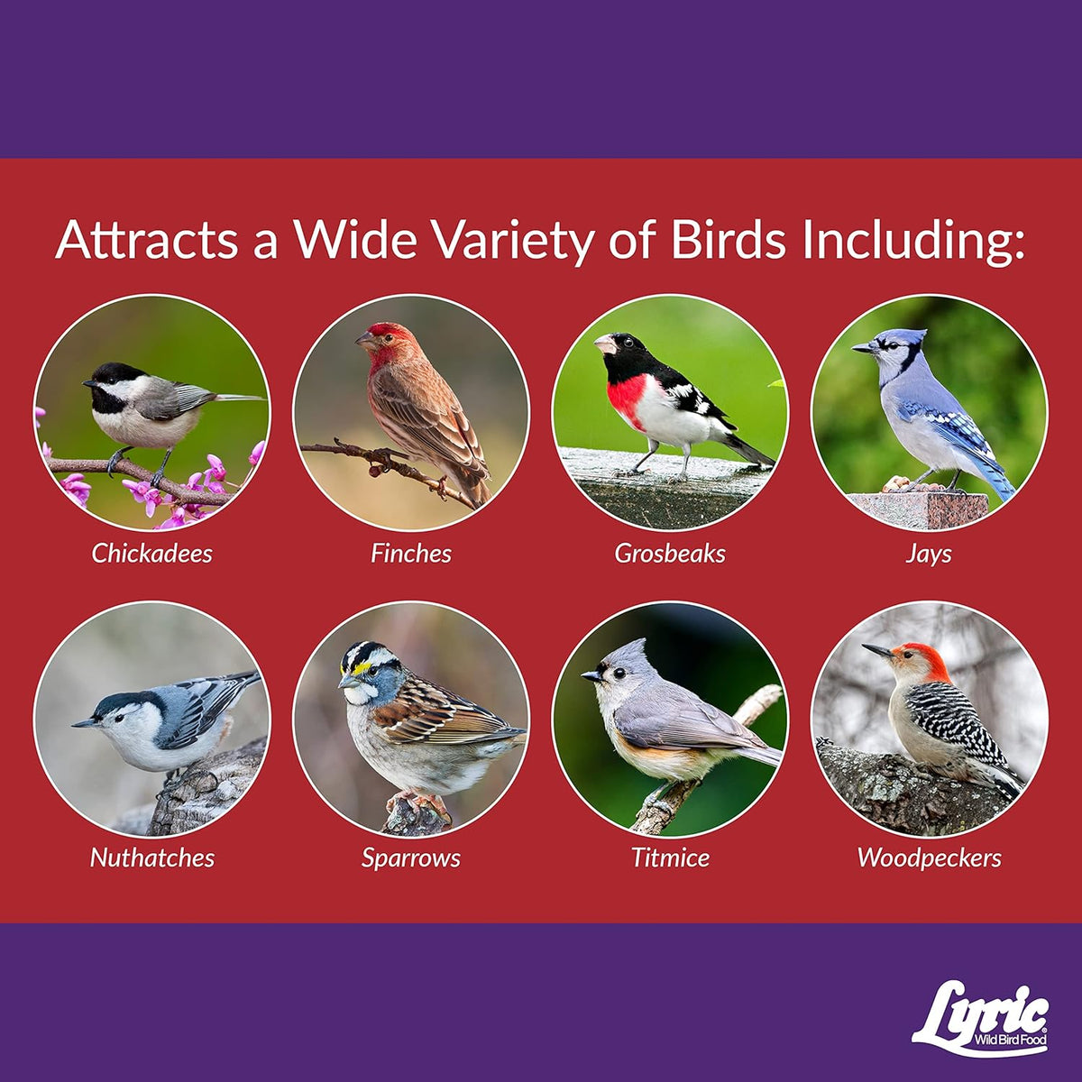 Lyric Delite Wild Bird Seed - No Waste Bird Food Mix with Shell-Free Nuts & Seeds - Attracts