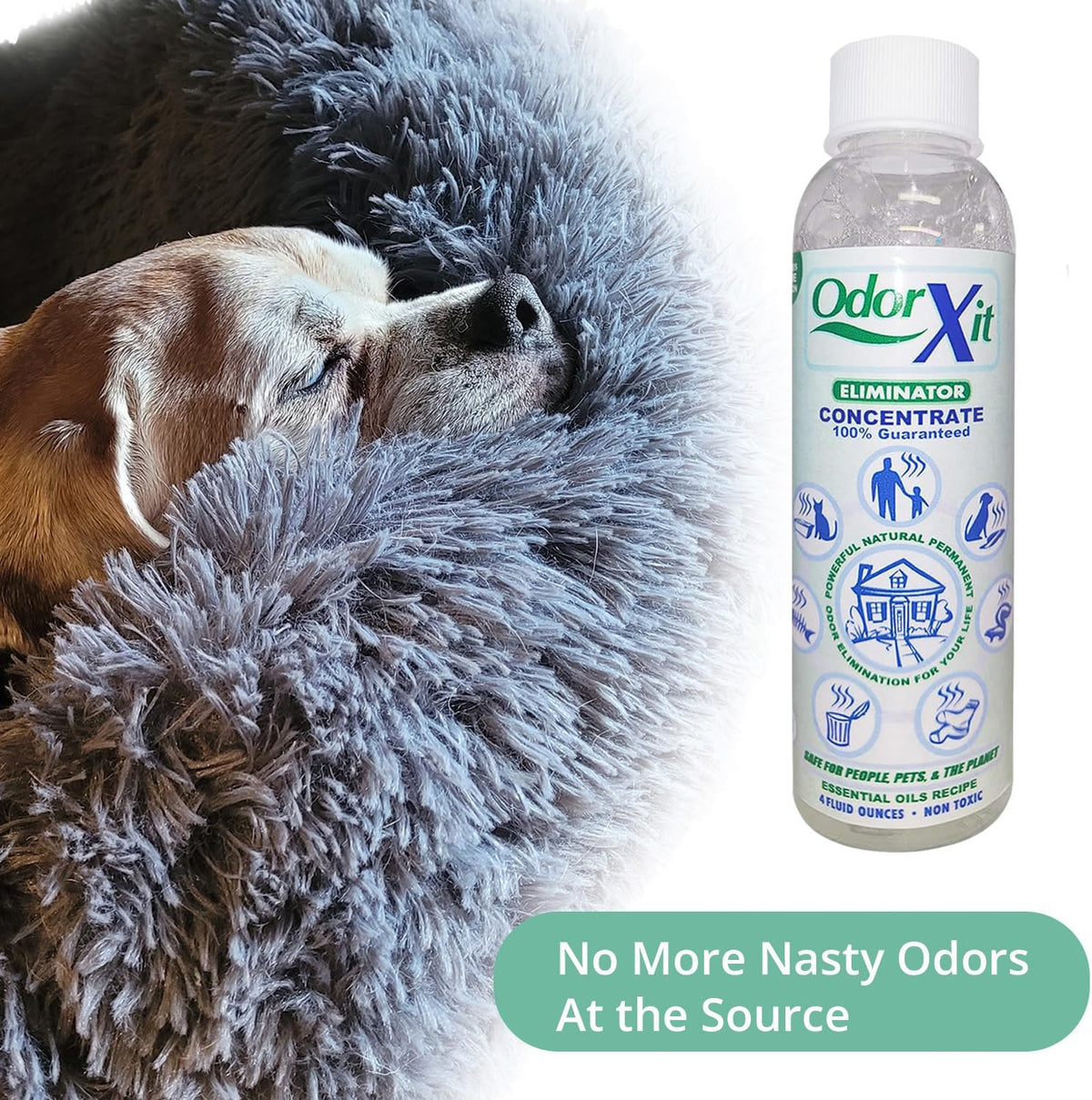 Concentrated Pet Urine Odor Eliminator, Ideal for Cat, Dog Poo and Urine Smell, Versatile & Natural