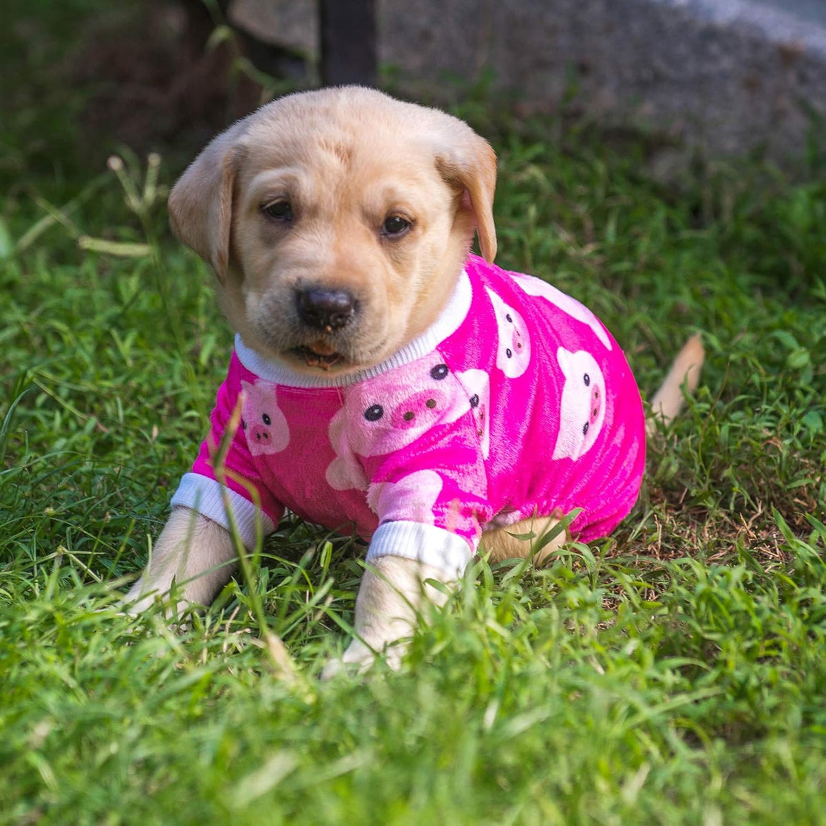 CuteBone Dog Halloween Pajamas Puppy Onesies Small Dogs Soft Pjs Coat Cat Apparel Comfy Pet