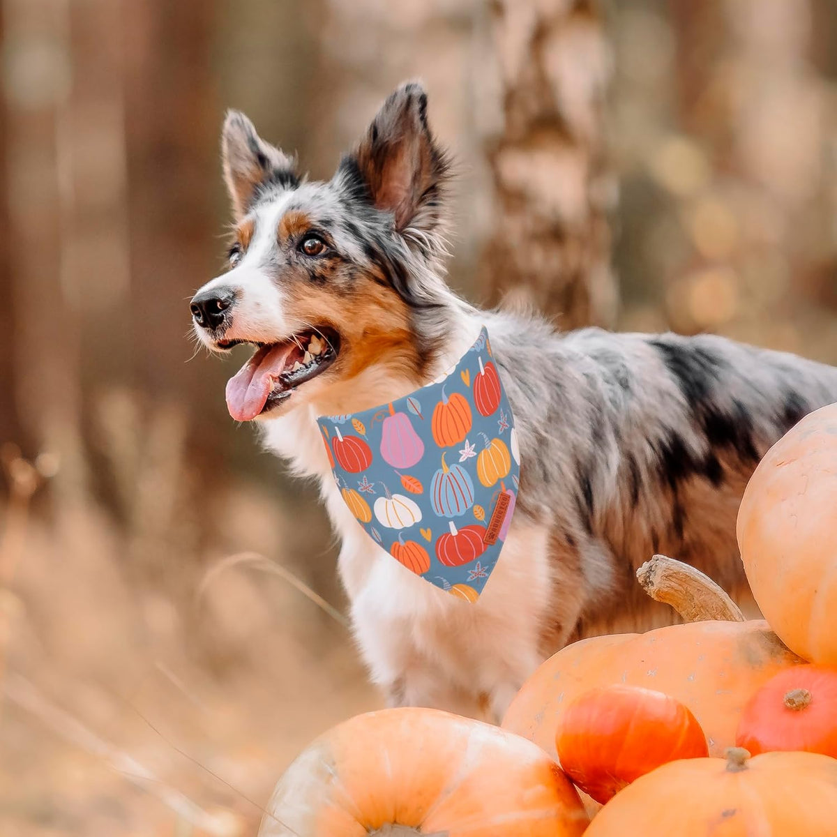 ADOGGYGO Thanksgiving Dog Bandana, Blue Orange Pumpkin Scarf, Adjustable Fit Fall Thanksgiving