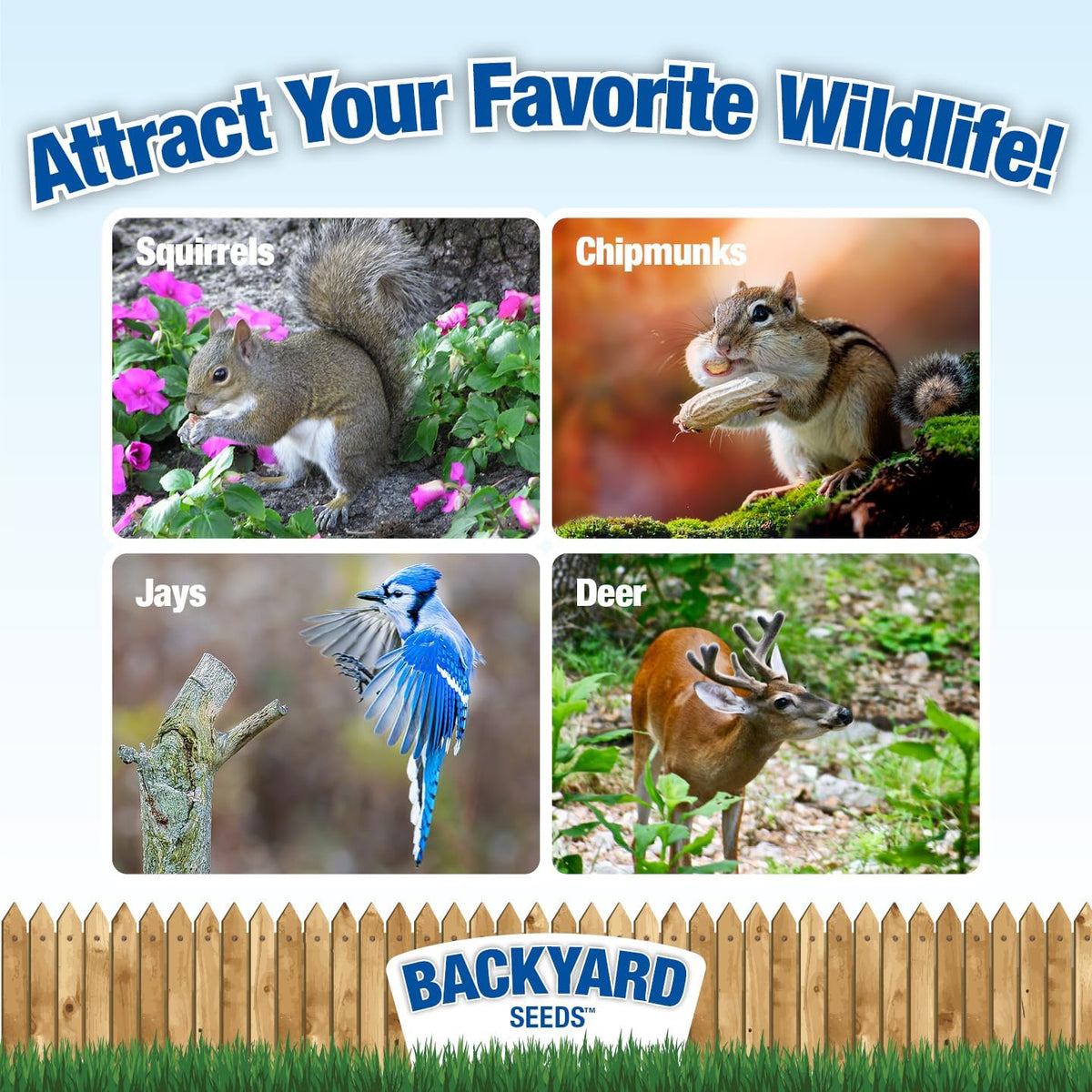 CountryMax Backyard Seeds Squirrel and Friends Wildlife Feed – 20 lb Non-GMO Mix for Squirrels