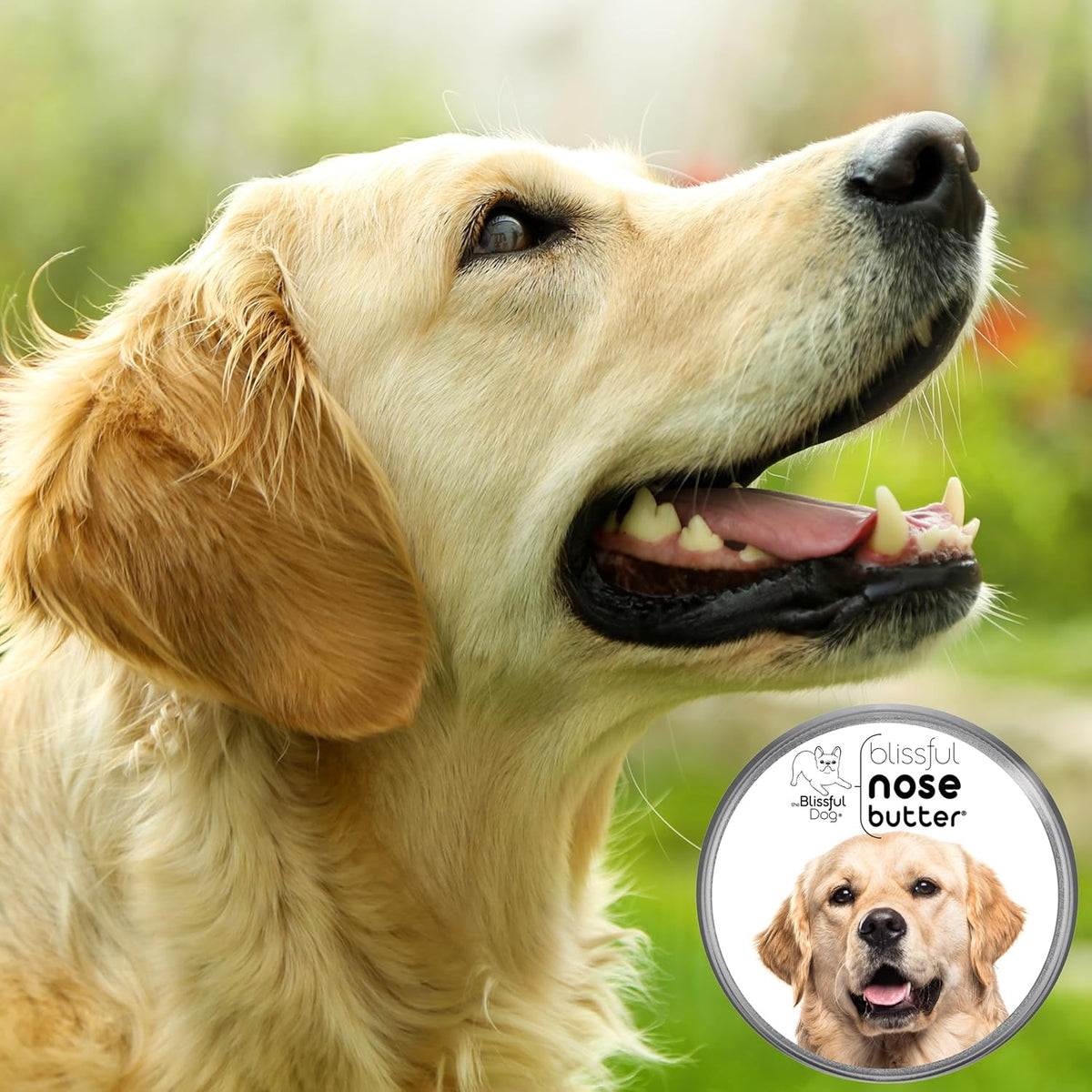 The Blissful Dog Golden Retreiver Unscented Nose Butter - Dog Nose Butter, 4 Ounce