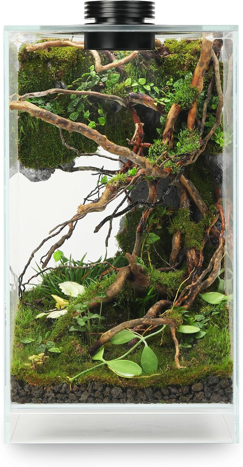Desktop Glass Plant Terrarium with Grow Light(L7.8 W7.8 H14), for Succulent, Moss, Miniature