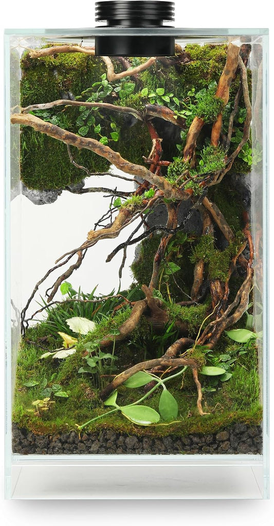 Desktop Glass Plant Terrarium with Grow Light(L7.8 W7.8 H14), for Succulent, Moss, Miniature