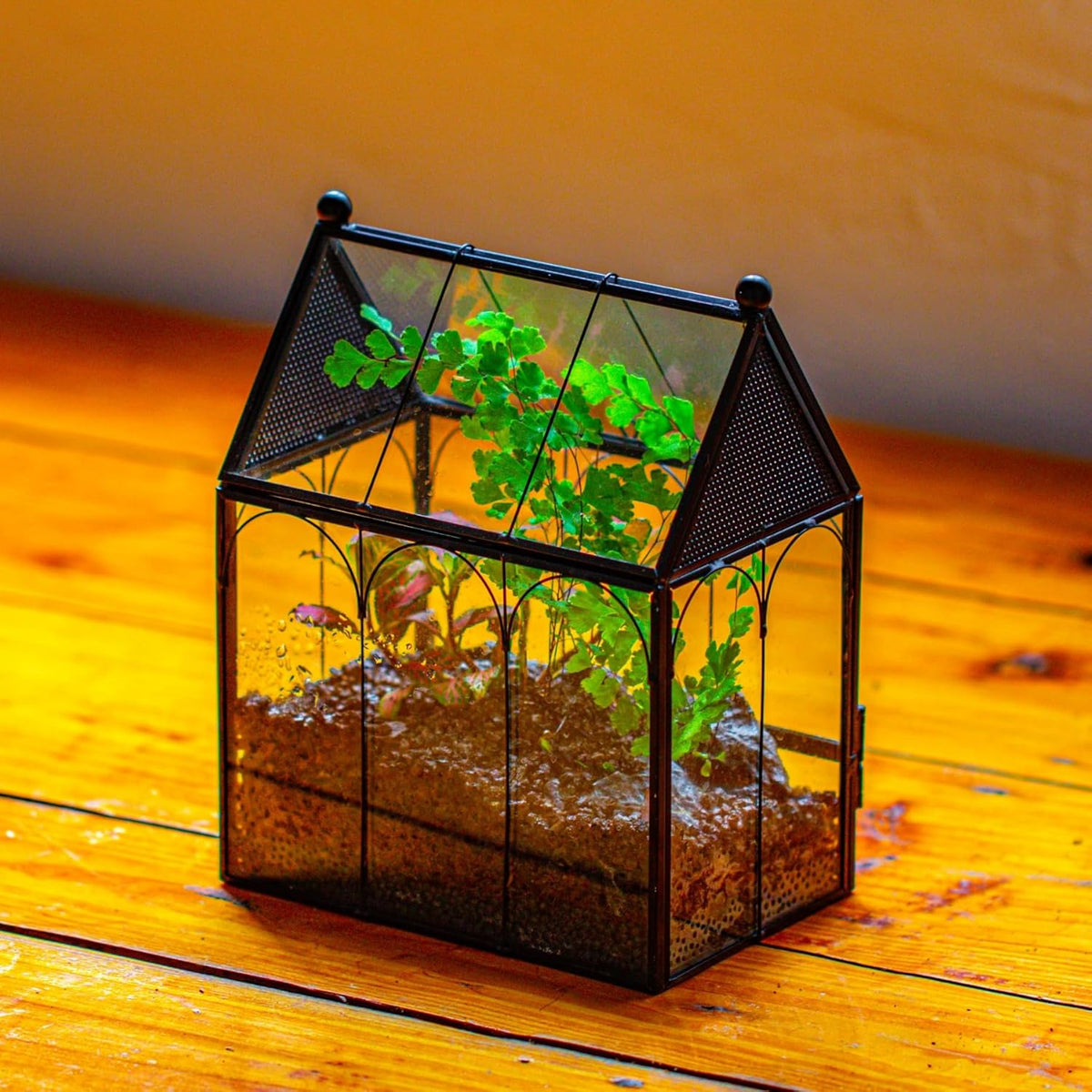 NCYP Small Glass Spider Enclosure with Mesh for Jumping Spiders, Snails, Micro House Shaped Front