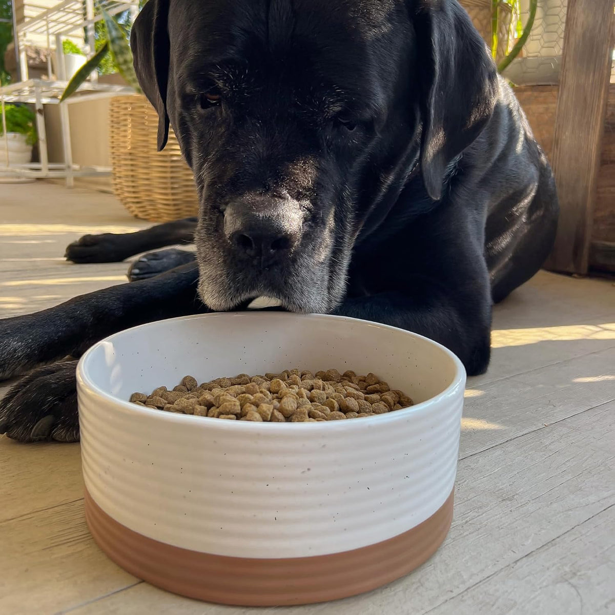 Mora Ceramic Pet Bowl - Large Food/Water Dish for Large Dogs, Cats, Great Dane, Mastiff - 50oz or 8