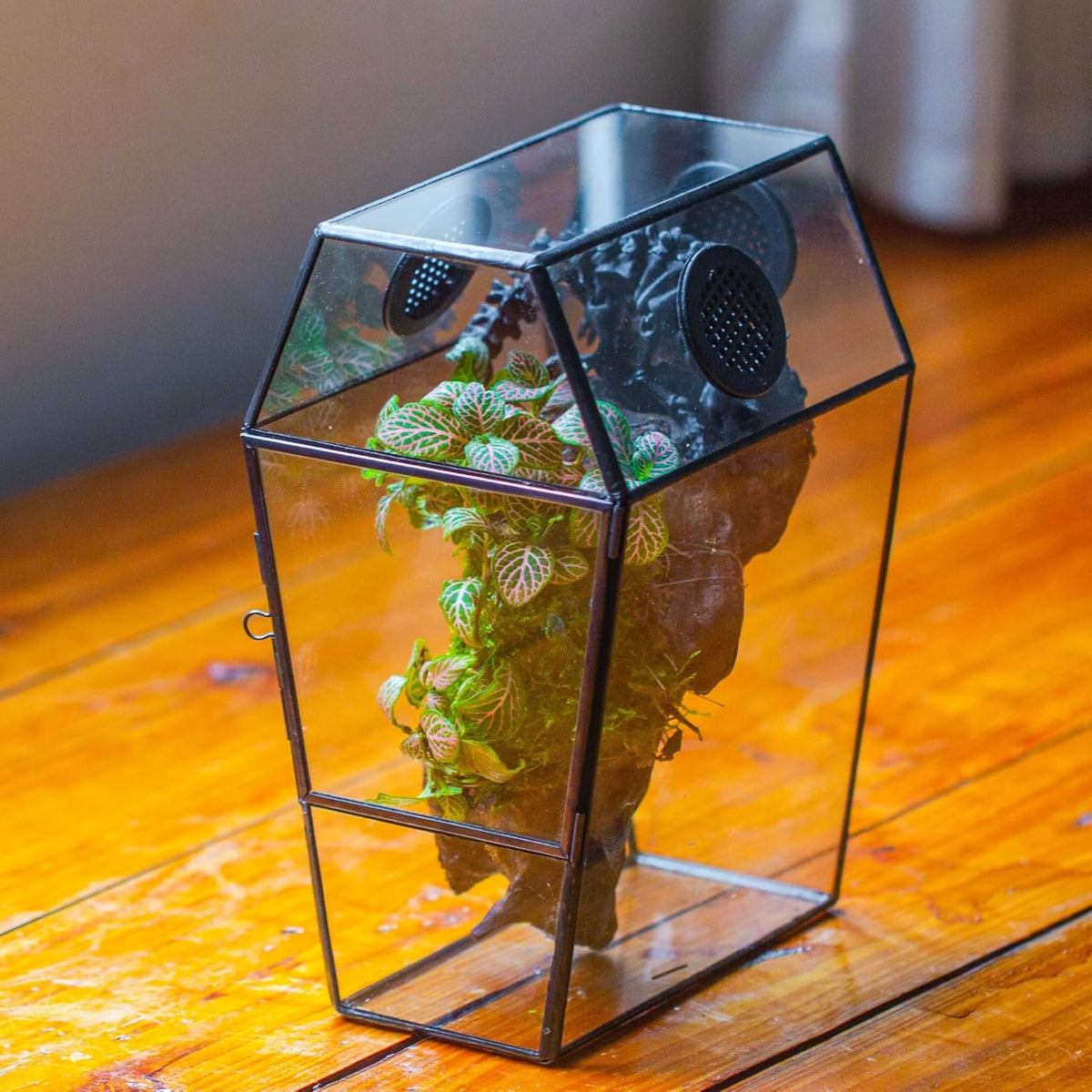 NCYP Gothic Glass Enclosure for Jumping Spider, Snails, Insects - Front Opening Door Geometric