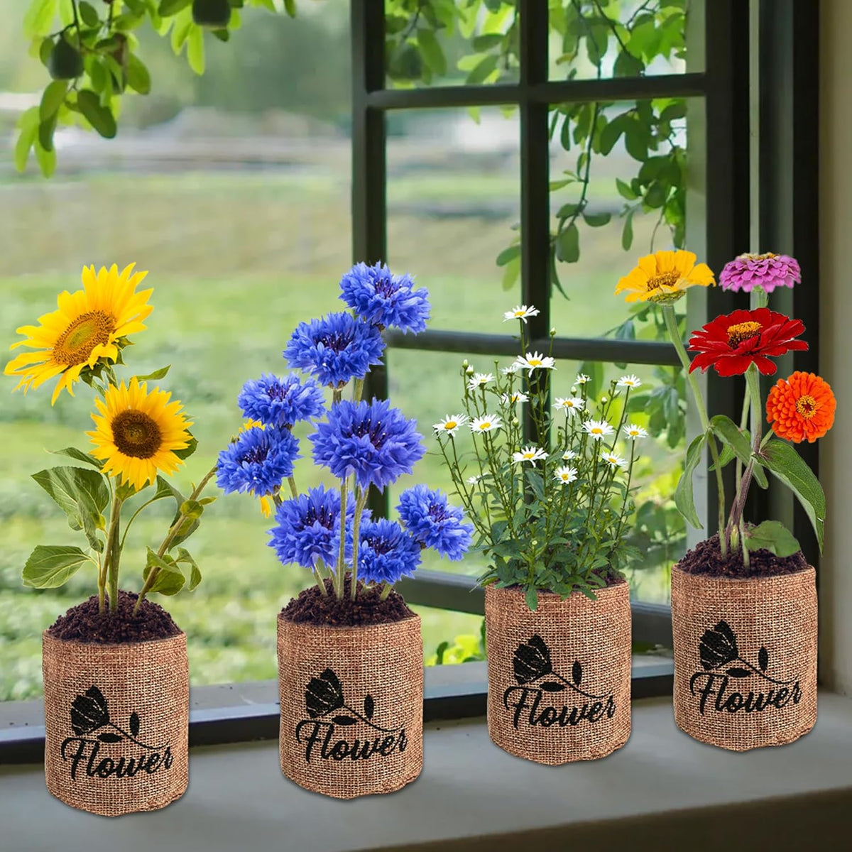 Indoor Daisy Garden Starter Kit, 4 Flower Seeds Growing into Shasta Daisy, Cornflower, Sunflower