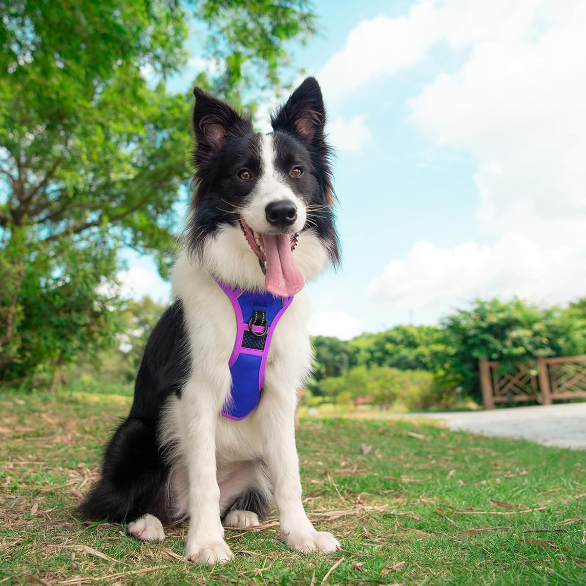PHOEPET 2019 Upgraded No Pull Dog Harness, Reflective Adjustable Vest, with a Training Handle + 2