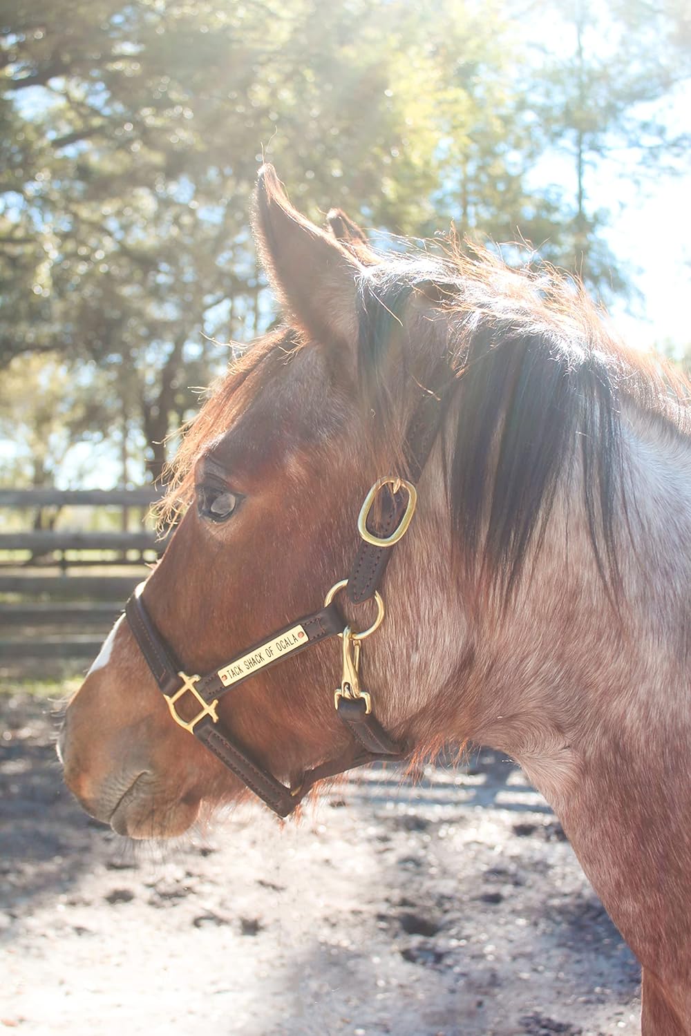 Turnout Leather Halter for Horses with Customized Engraved Name Plate | Brown Leather with Solid