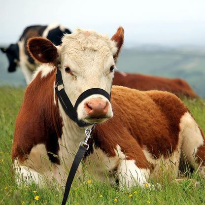 Hillban Cow Halter Cattle Halters Adjustable Calf Halter with Leading Rope for Miniature Horse