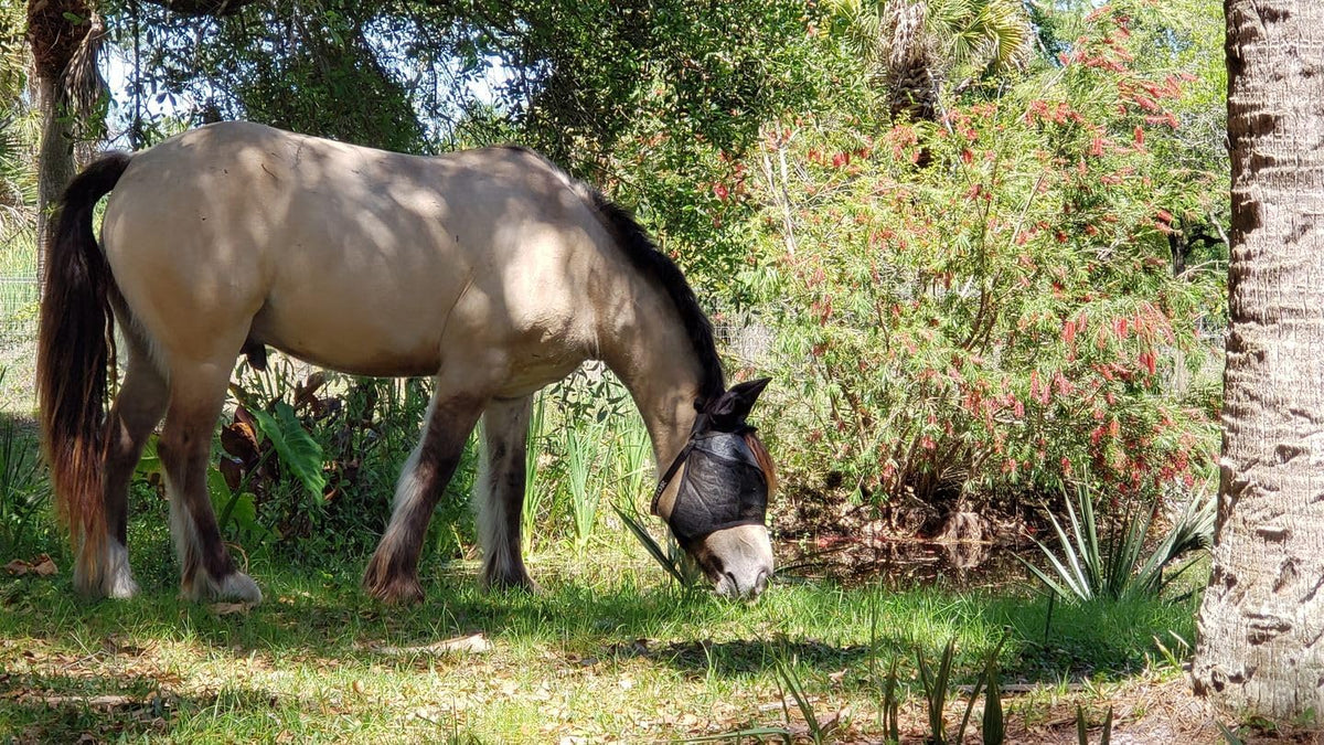 95% UV Eye Protection (Pony) Standard Horse Fly Mask - Help with Uveitis, Corneal Ulcer, Cataract