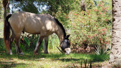 95% UV Eye Protection (Pony) Standard Horse Fly Mask - Help with Uveitis, Corneal Ulcer, Cataract
