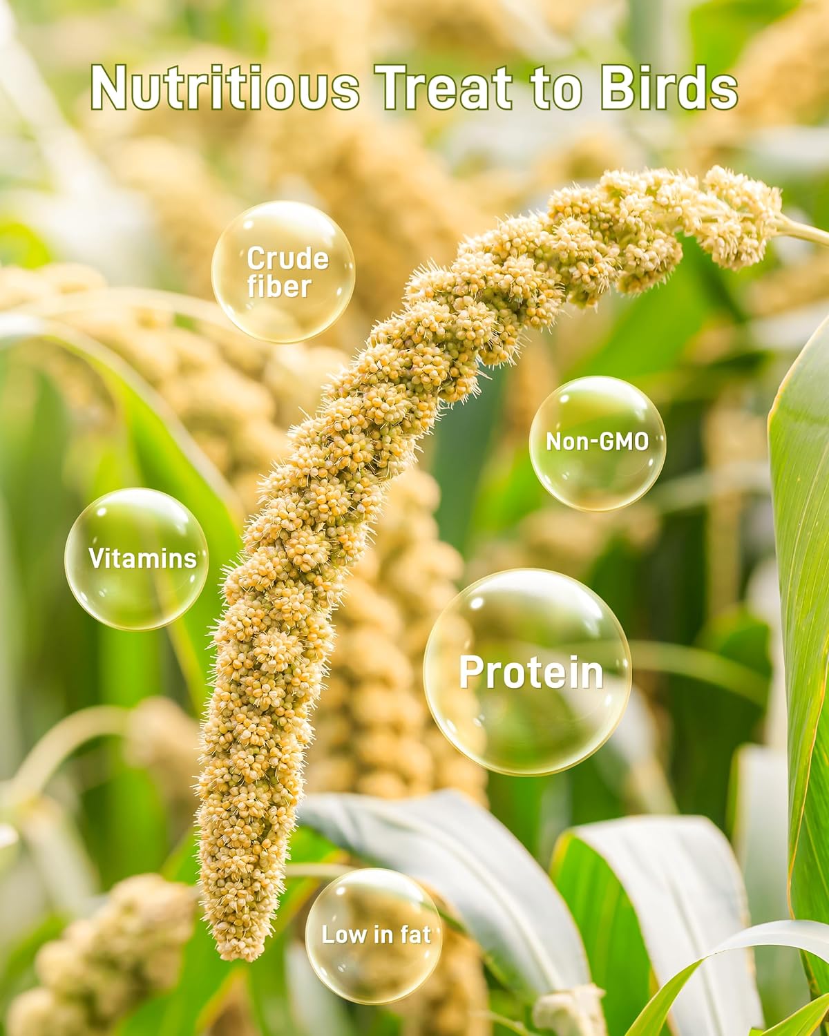 BUCATSTATE Spray Millet for Birds, Sun-Dried Healthy Millet Parakeet Treats for Parrots Cockatiel