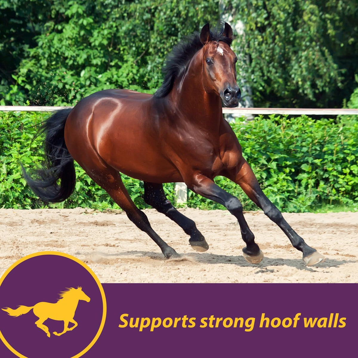 Horse Health Vita Biotin Crumbles horse hoof Supplement, Helps maintain healthy, sound hooves and