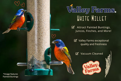 Valley Farms White Millet Wild Bird Seed (20 LB) for Outside feeders, White proso Millet, Bird