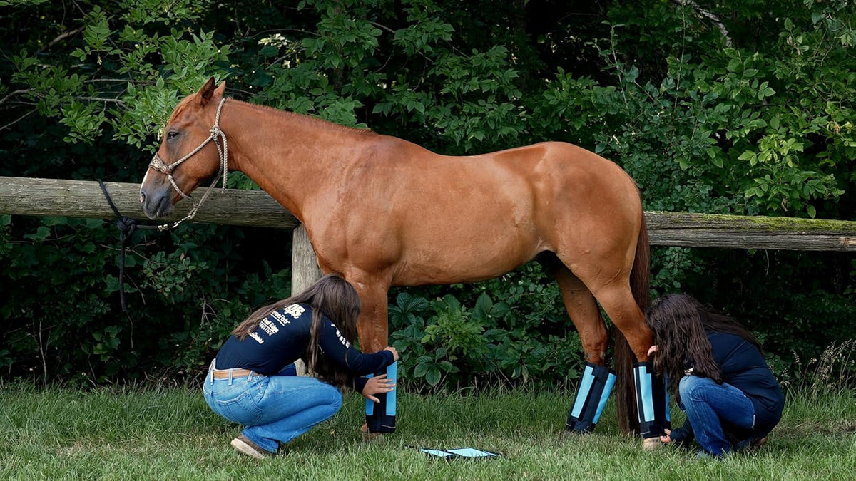 Warrior Fly Boots for Horses - Breathable Mesh Horse Boots for Fly Protection & Leg Comfort - Set