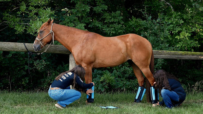 Warrior Fly Boots for Horses - Breathable Mesh Horse Boots for Fly Protection & Leg Comfort - Set