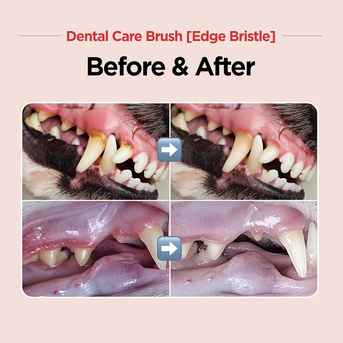JAYU PET Dental Care Brush (Edge Bristles) 1ea - Micro Round Head Dog Toothbrush, Cat Toothbrush