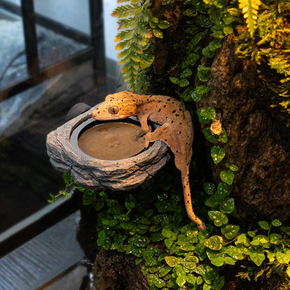 Wacool Magnetic Gecko Ledge - Single Bowl Reptile Feeding Tray with 3 Feeding Cups for Geckos
