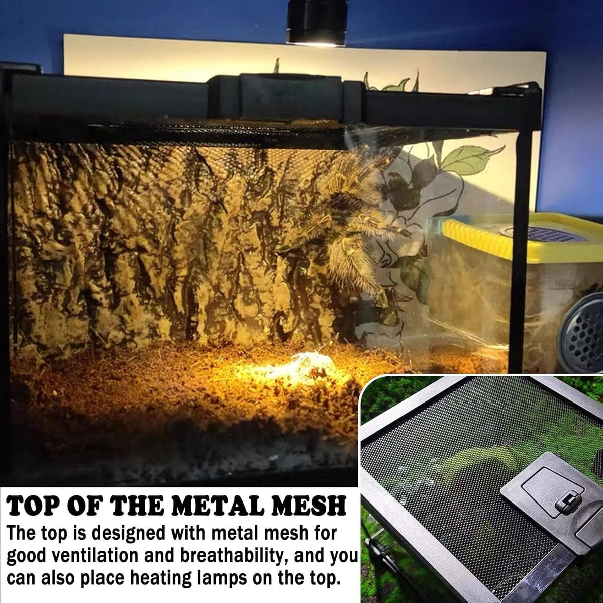 BNOSDM Reptile Tank,8" x 8" x 6" Mini Reptiles Terrarium,Full View Young Lizard Glass Tank,Small