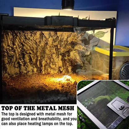 BNOSDM Reptile Tank,8" x 8" x 6" Mini Reptiles Terrarium,Full View Young Lizard Glass Tank,Small