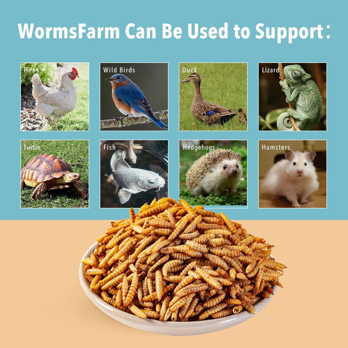 10lb Dried Black Soldier Fly Larvae Treat for Chickens More Calcium Than Mealworms,for Laying