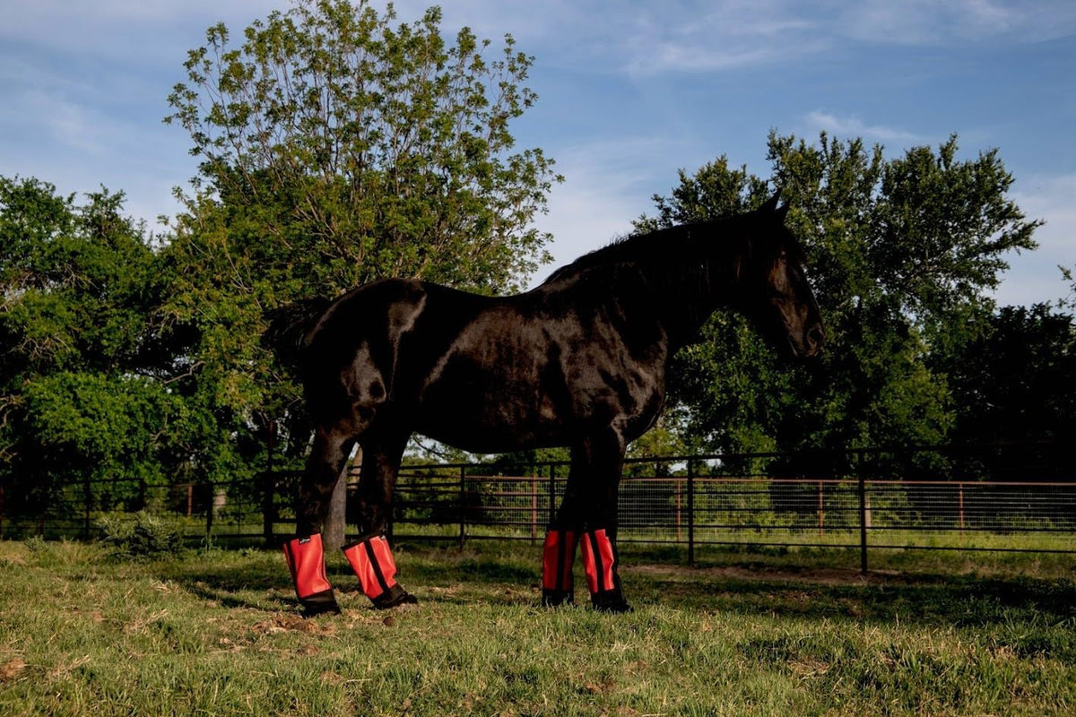 Warrior Fly Boots for Horses - Breathable Mesh Horse Boots for Fly Protection & Leg Comfort - Set