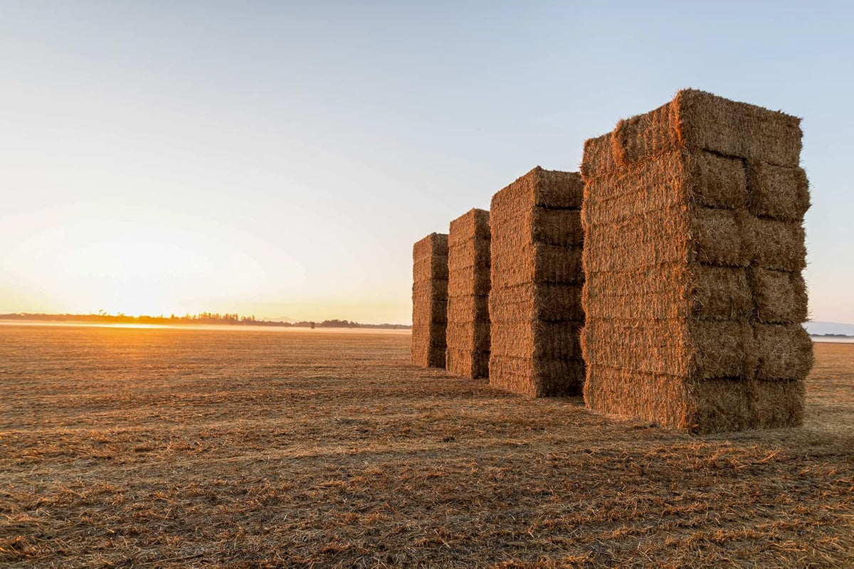 Blue Mountain Hay High-Altitude Hay - Organic Alfalfa, 25lb - High Protein, Fiber & Mineral-Rich