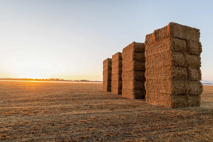 Blue Mountain Hay High-Altitude Hay - Organic Alfalfa, 25lb - High Protein, Fiber & Mineral-Rich