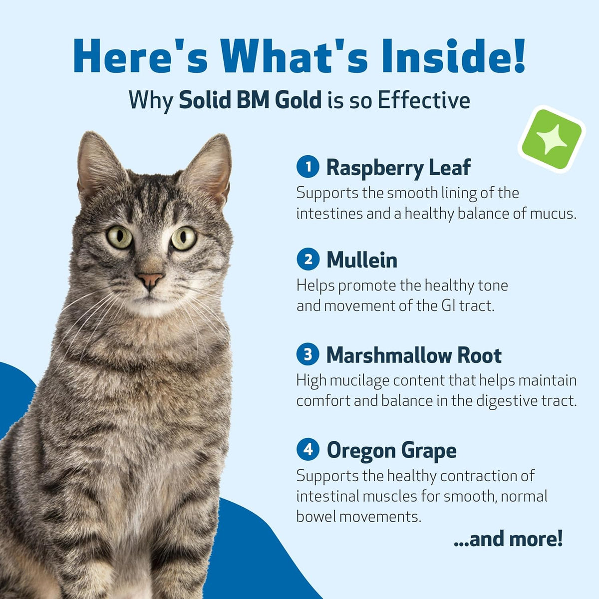 Pet Wellbeing BM Tone-Up Gold for Dogs & Cats - Supports Healthy Digestive Function, Solid Stools