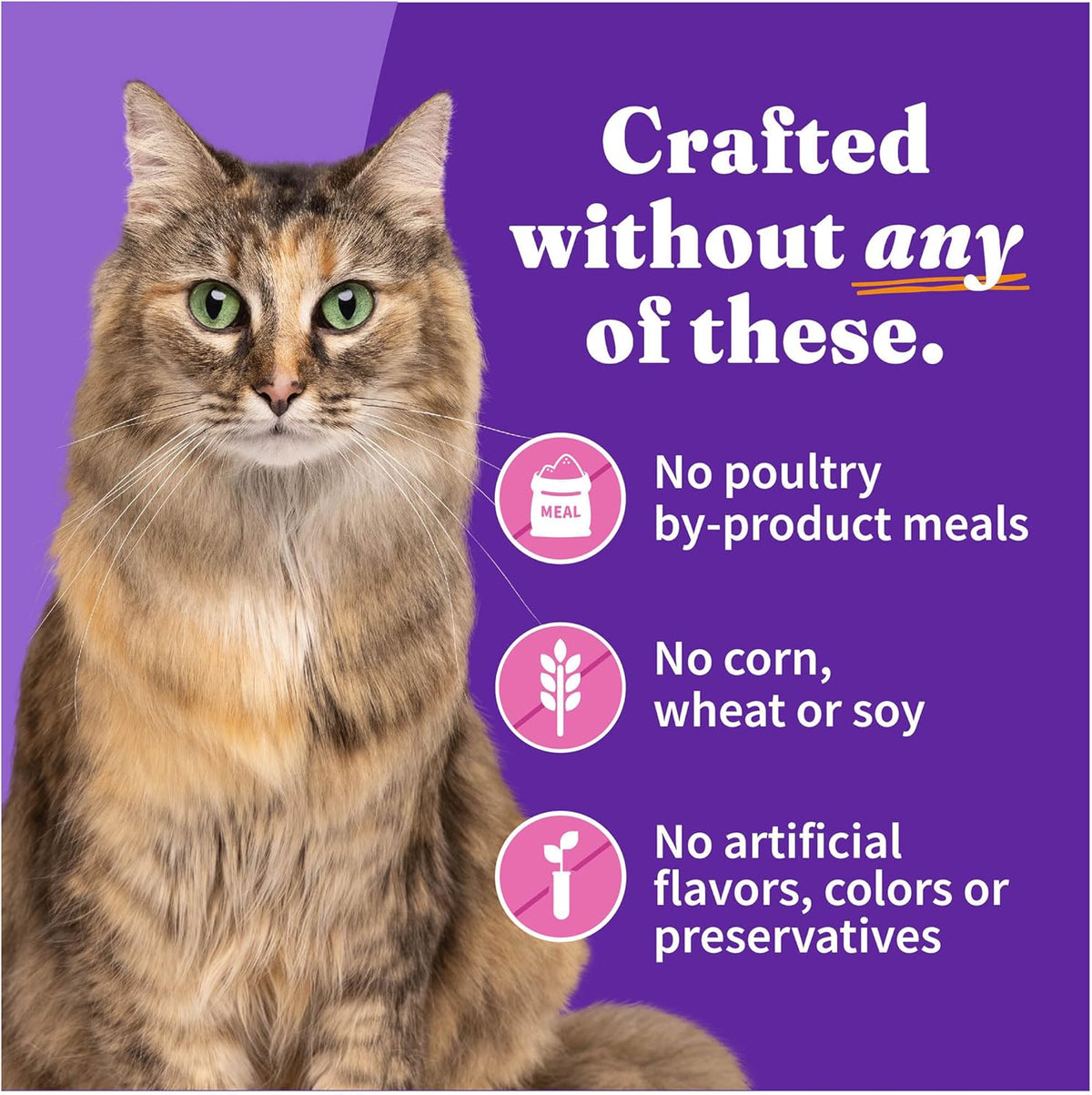 Halo Wet Cat Food Whole Turkey Stew Recipe, Grain Free Wet Cat Pate, Canned Cat Food for Extra