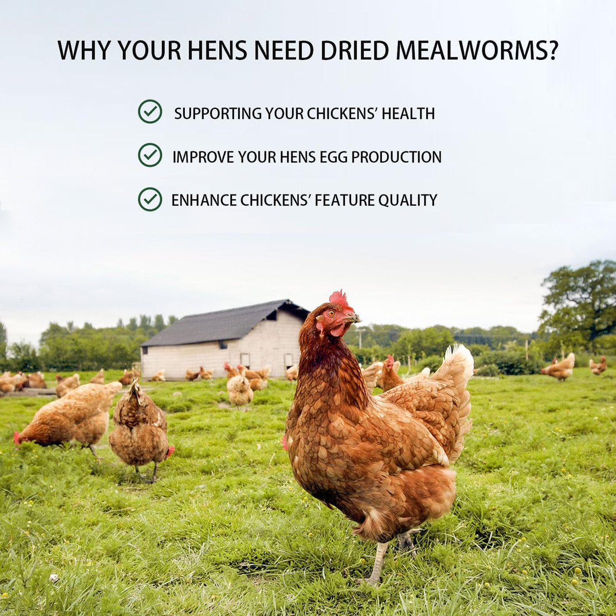 Dried Mealworms 5LB Pure Natural Non-GMO Mealworms for Chickens High Protein Chickens Feed Meal