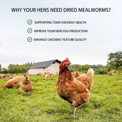 Dried Mealworms 10LB Pure Natural Non-GMO Mealworms for Chickens High Protein Chickens Feed Meal